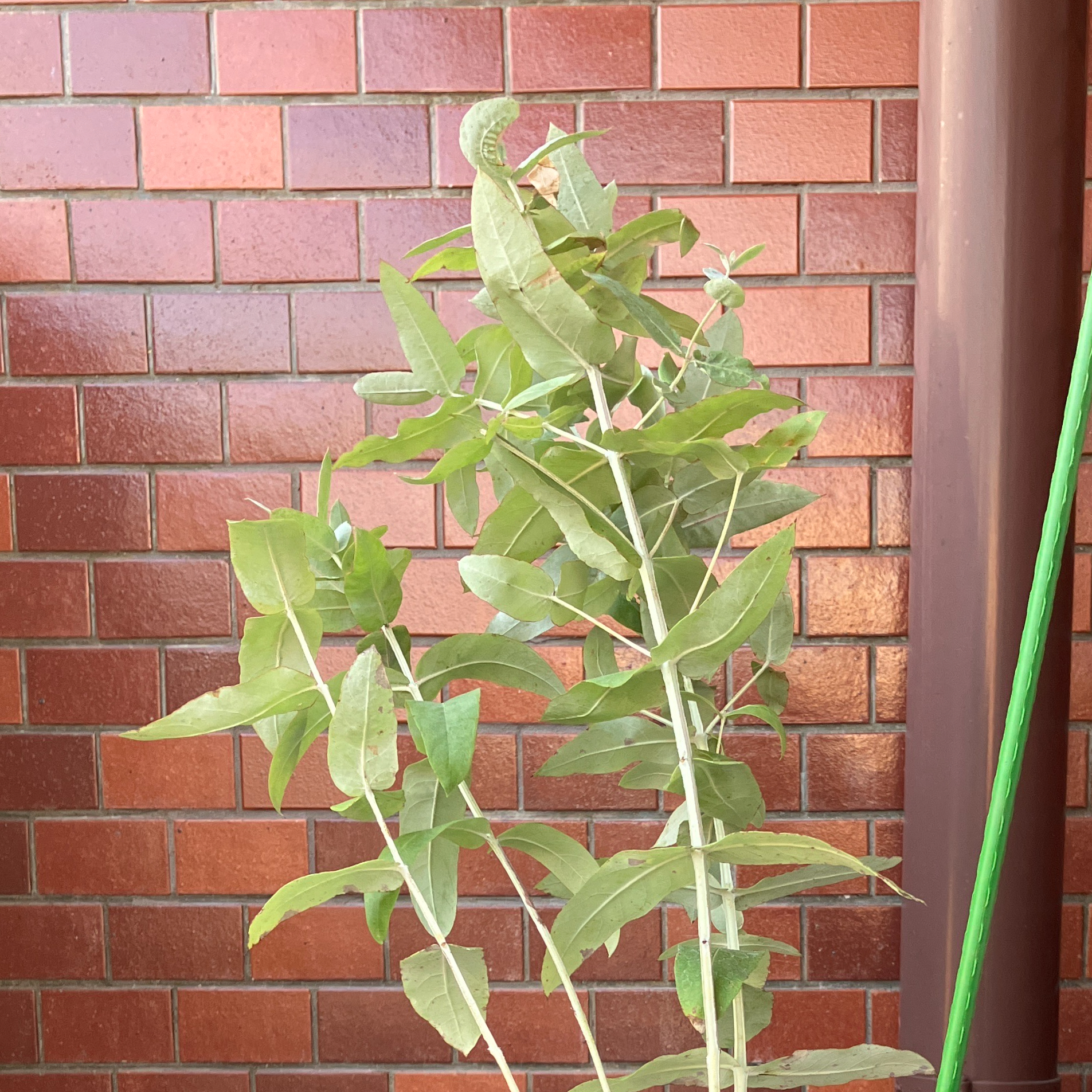 Montana Sapphire – 0.448ct